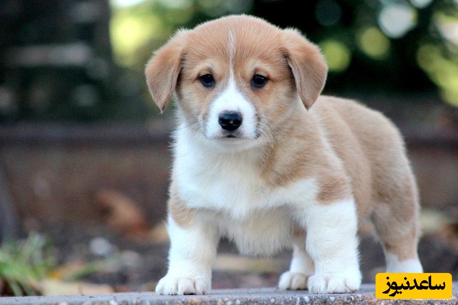 شخصیت ‌شناسی از روی سگ مورد علاقه