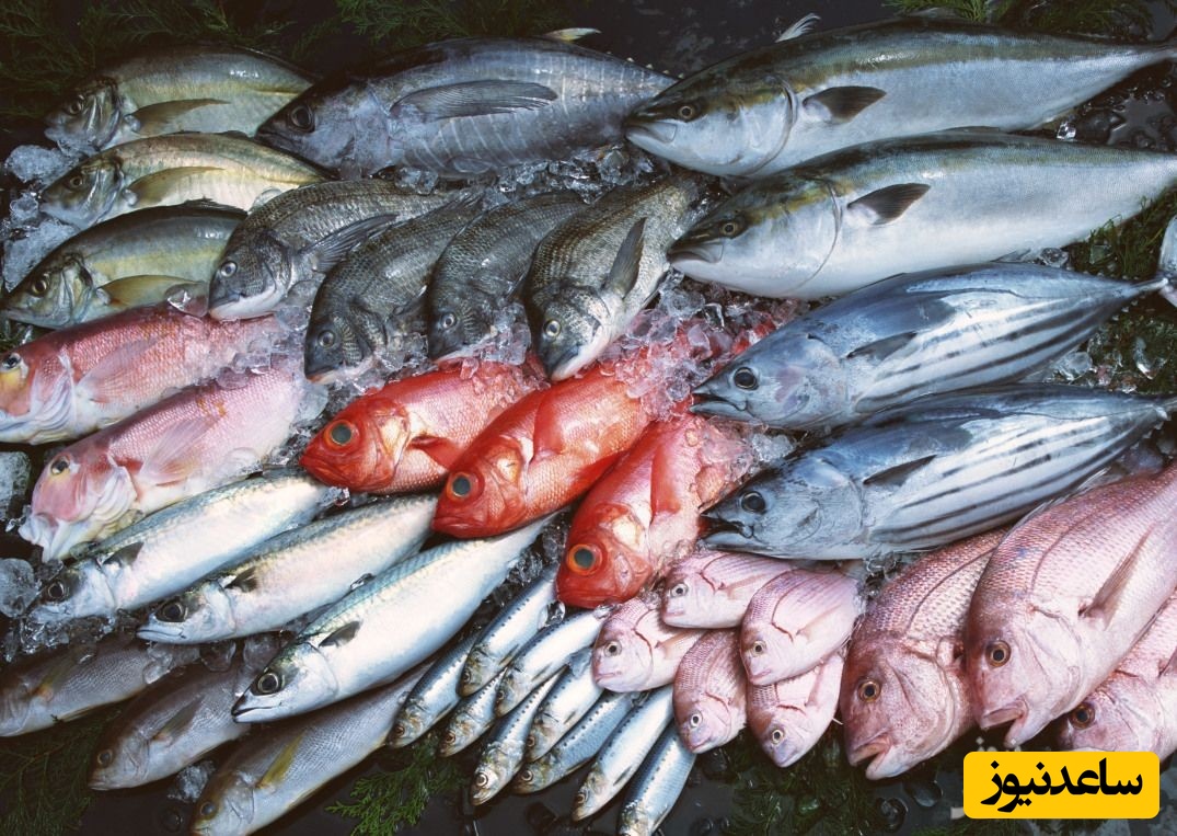 آشنایی با رشته علوم و مهندسی شیلات و بازار کار آن