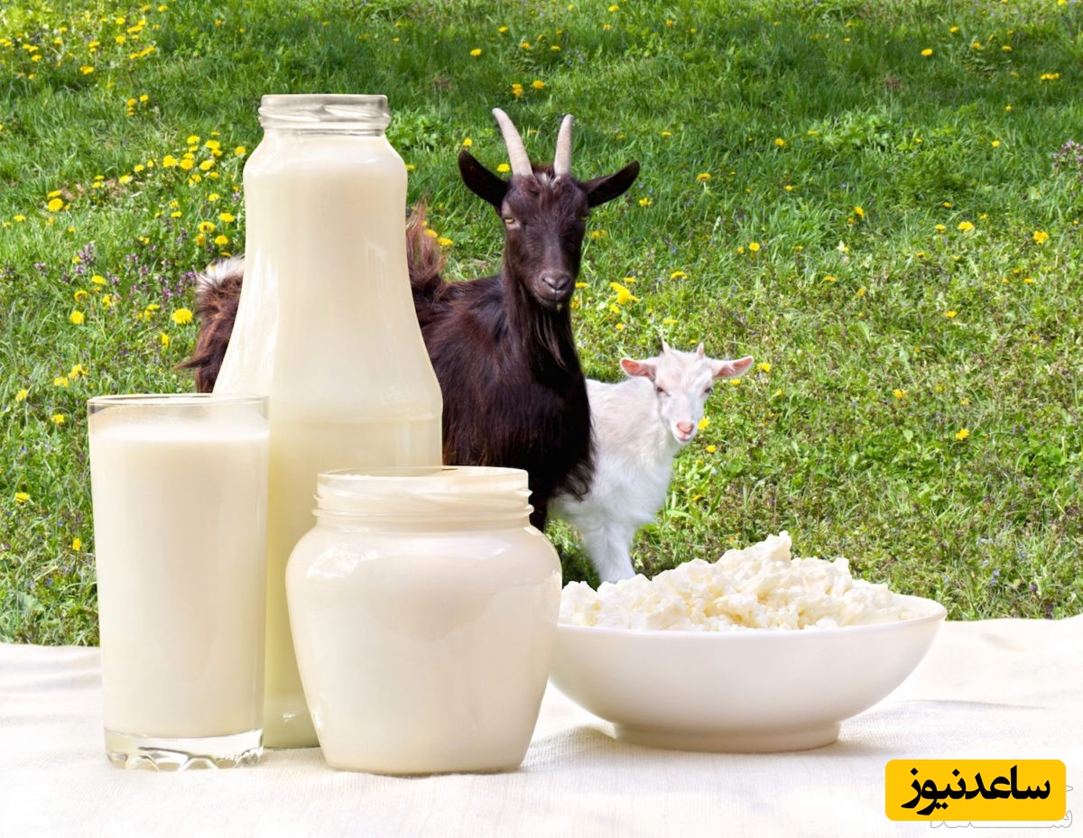 دیدن خوردن شیر بز در خواب چه تعبیری دارد؟ /  تعبیر خواب بز