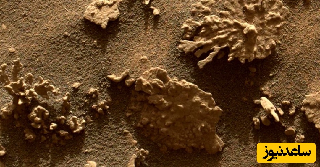 مشاهدۀ سنگ‌هایی شبیه «صخرۀ مرجانی» روی سطح «مریخ»