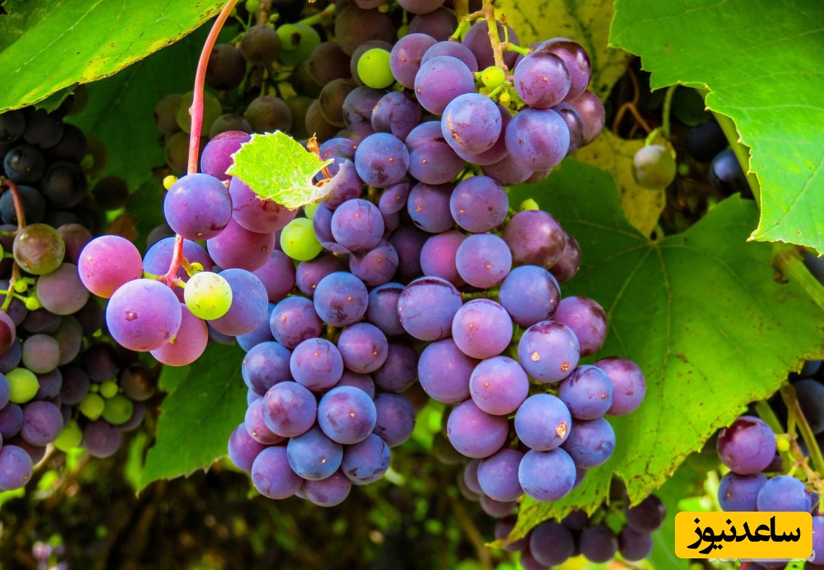 دیدن انگور در خواب چه تعبیری دارد؟ / تعبیر خواب انگور