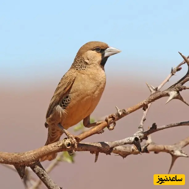 جولای اجتماعی