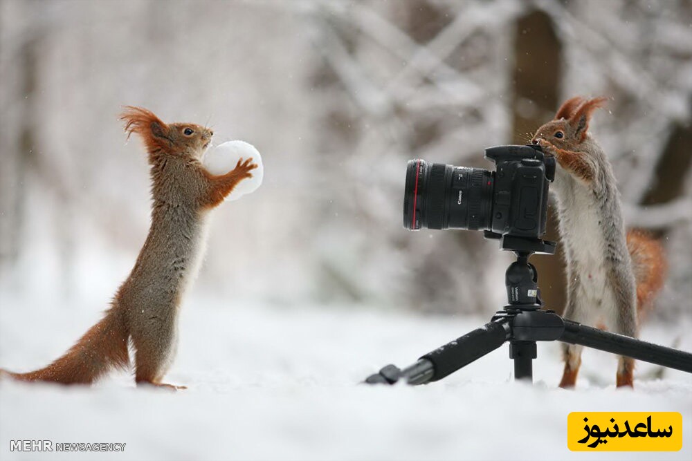 (ویدئو) مستند حیات وحش/ شوق‌و‌ذوق حیرت‌انگیز و دیدنی حیوانات با دیدن اولین برف عمرشون😍/ از شیر و فیل تا سمور شیطون‌بلا