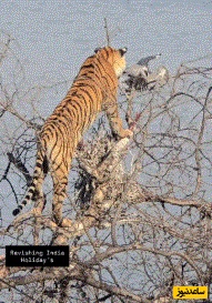 (ویدئو) حیات وحش ؛ مستند حیات وحش حیوانات/ صحنه شکار باورنکردنی ببر بر فراز شاخه‌ها