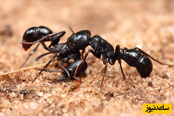 (ویدئو) نتیجه حیرت‌انگیز ریختن سرب داغ در لانه مورچه!