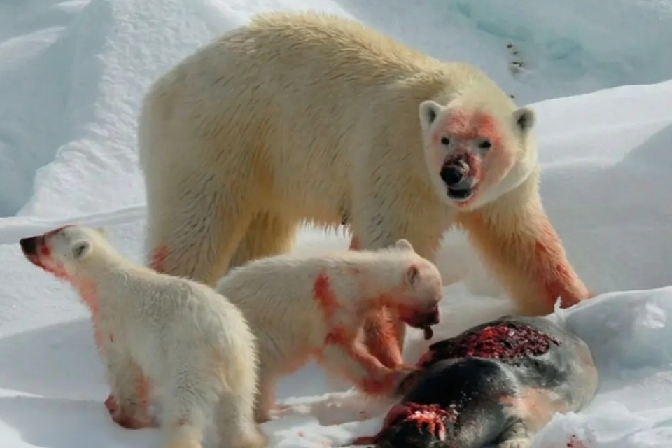 (ویدیو) لحظات پراضطراب در دل طبیعت/ عملیات دلهره‌آور برای نجات خرسی که سرش در جعبه فلزی گیر کرده بود!