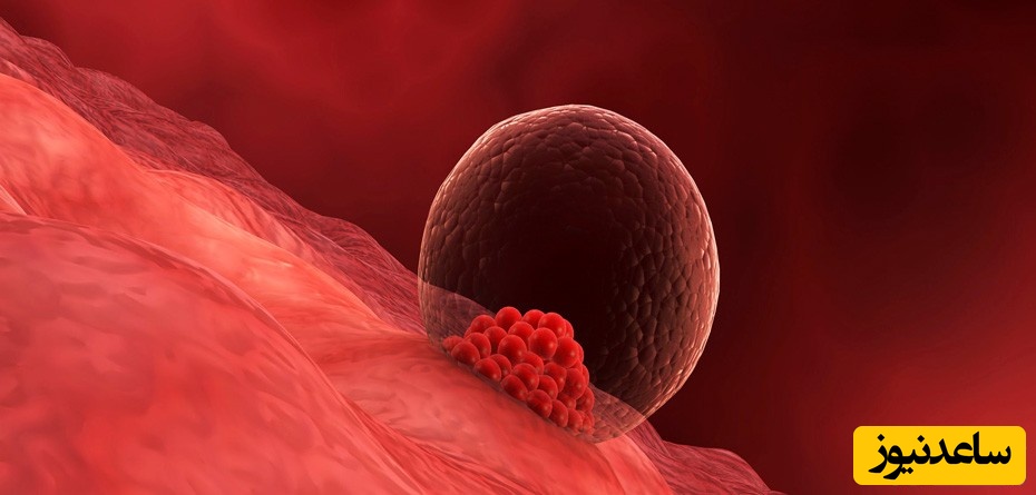 لحظه جادویی زندگی/ وقتی تخمک بارور شده در رحم خانه می‌سازد