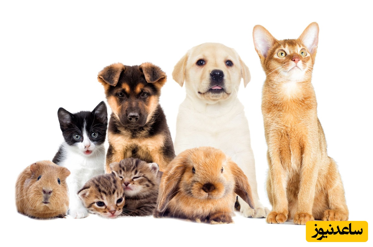 دانلود رایگان دفترچه سوالات و پاسخنامه آزمون دکتری رشته بیماریهای داخلی دام های کوچک سال 97