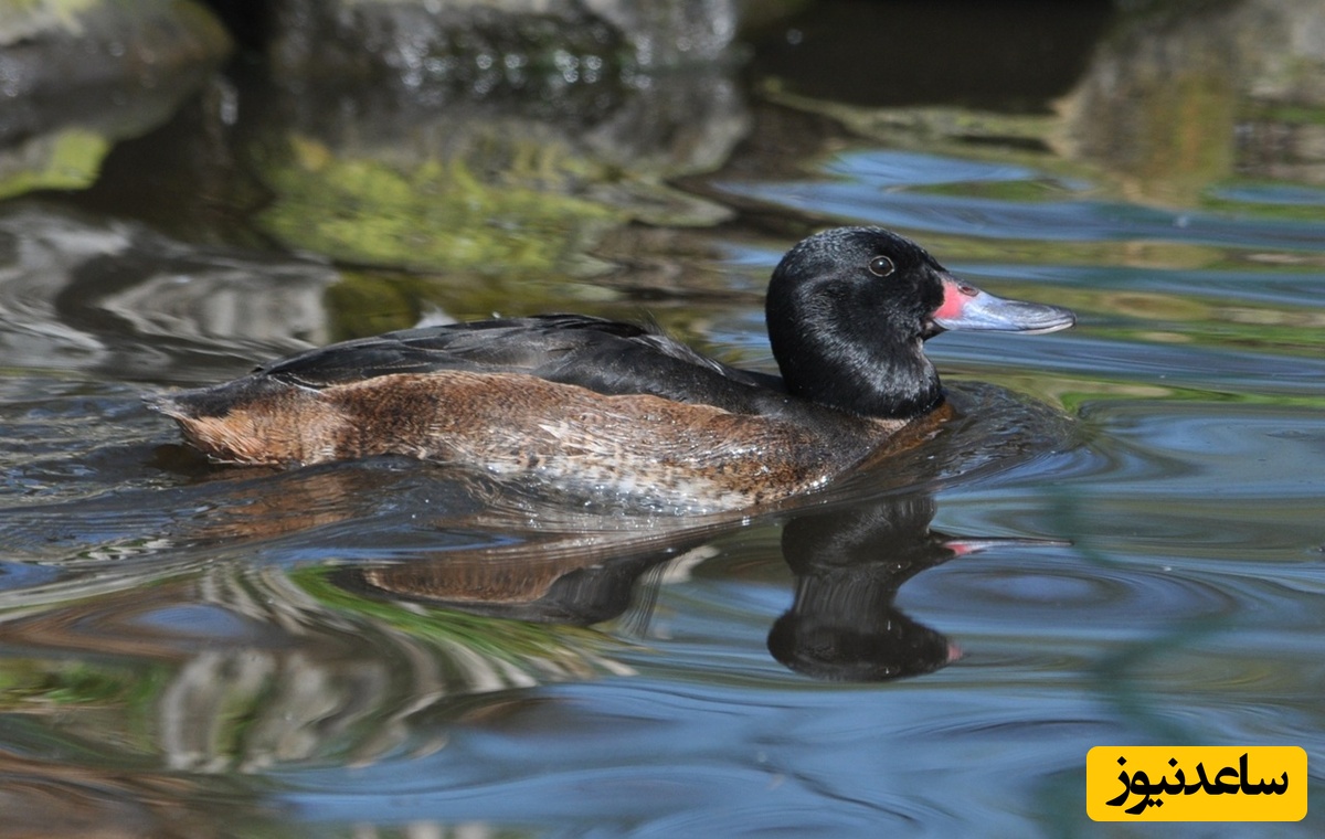 مرغابی سرسیاه