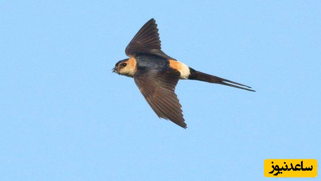 دیدن چلچله در خواب چه تعبیری دارد؟ /تعبیر خواب چلچله