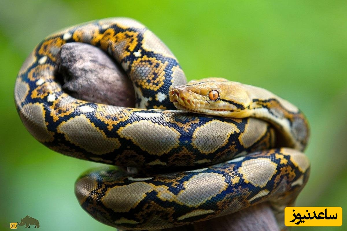 (فیلم) مار غول‌پیکر در اتوبوس مدرسه همه را غافلگیر کرد!