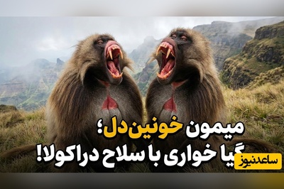(ویدئو) مستند حیات‌وحش حیوانات؛ ماجرای امروز راز بقا: تضاد عجیب در طبیعت؛ وحشی‌ترین چهره برای صلح‌جوترین حیوان
