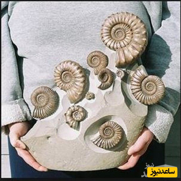 منابع دروس آزمون رشته زمین شناسی فسیل شناسی و چینه شناسی و ضرایب آن در مقطع دکتری