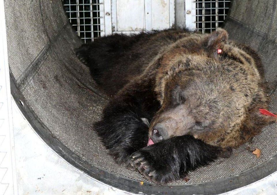 این خرس به اعدام محکوم شد / عجیب ترین حکم آن هم در قلب اروپا