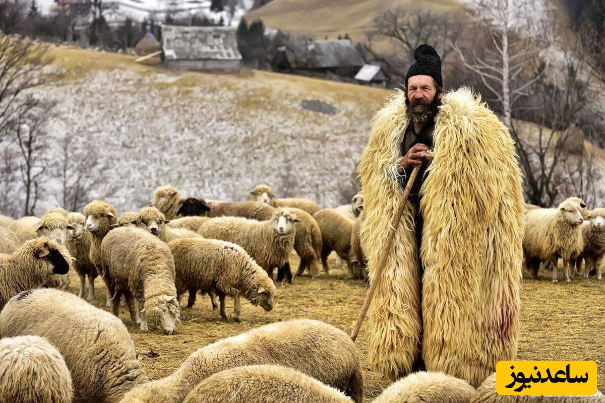 خلاقیت خنده دار چوپان خوش ذوق برای تزئین موی گوسفندش حماسه آفرید/تو باید آرایشگر میشدی نه چوپون😂+عکس