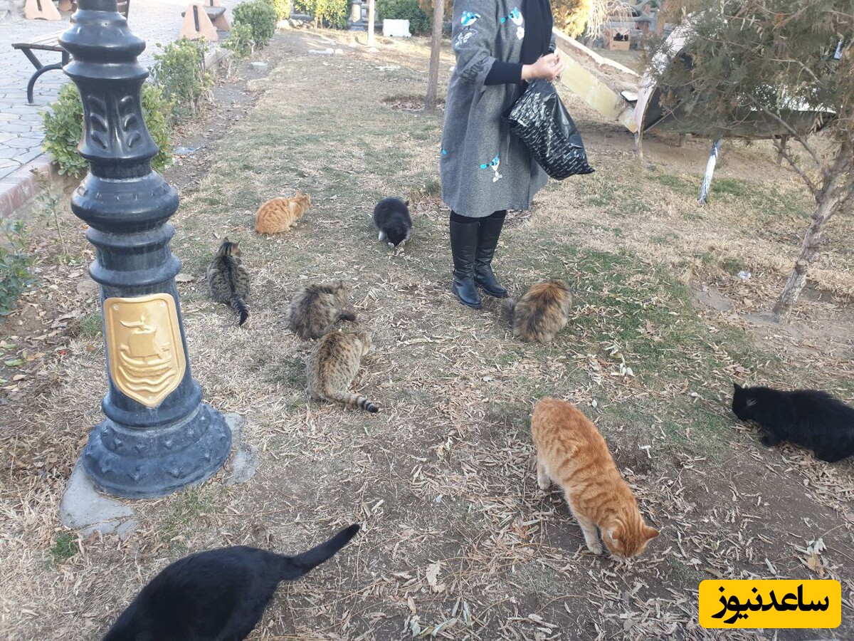 بهشت رویایی پشمالوها در تبریز