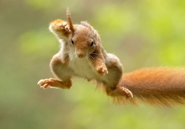 (ویدیو) حمله شجاعانه سنجاب به یک خرس غول‌پیکر/ مثال بارز فلفل نبین چه ریزه بشکن ببین چه تیزه!