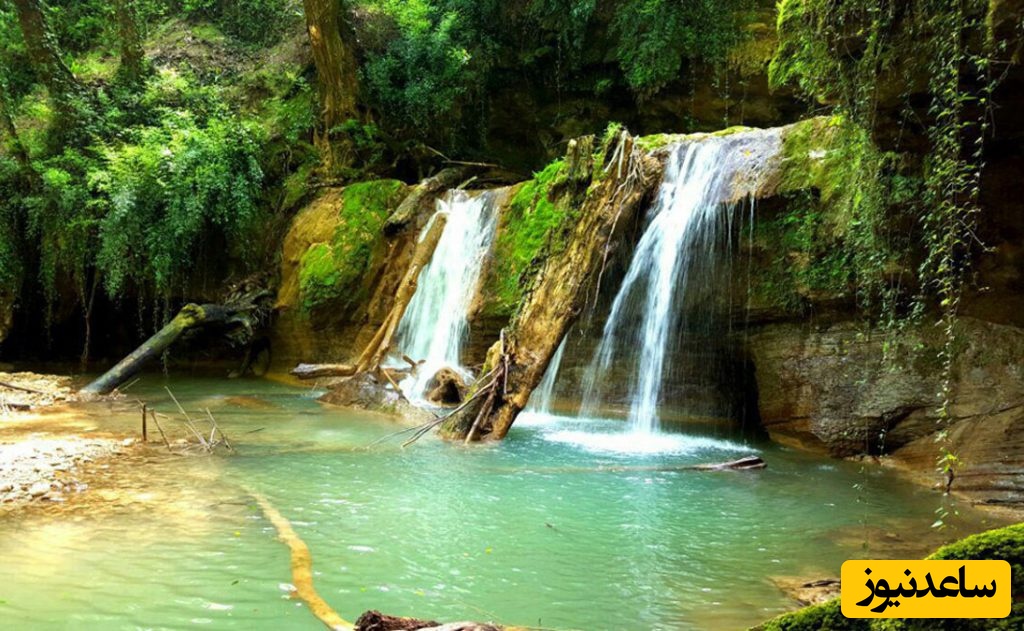 دیدن بیشه (جنگل) در خواب چه تعبیری دارد؟ / تعبیر خواب بیشه