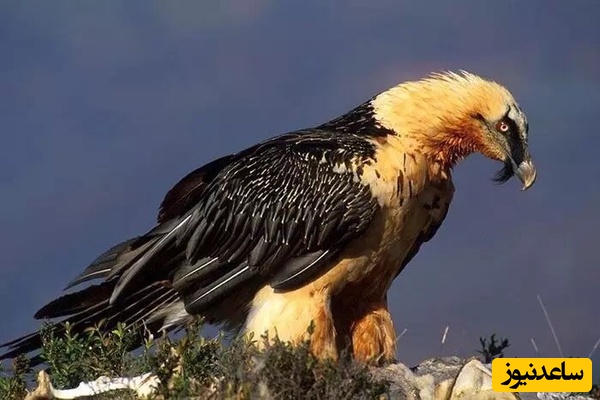 دیده شدن همای سعادت در اکباتان / هما برای مردم سس خرسی می آورد؟