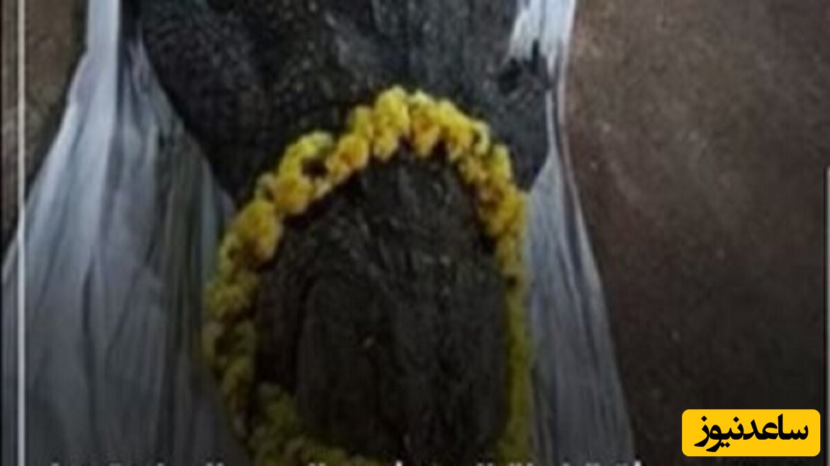 تشییع جنازه باشکوه یک تمساح مقدس غول پیکر در هند به یک دلیل عجیب+عکس