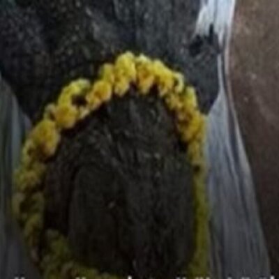 تشییع جنازه باشکوه یک تمساح مقدس غول پیکر در هند به یک دلیل عجیب+عکس