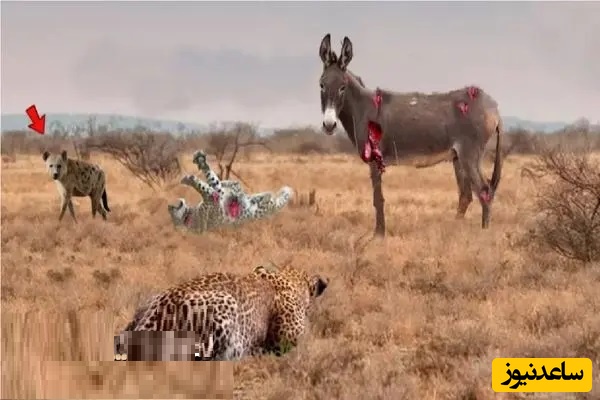 (ویدئو) مستند حیات وحش حیوانات/ راز بقا: مرگبار ترین حمله های پلنگ که فقط خر ازش جون سالم بدر برد+ ویدئو