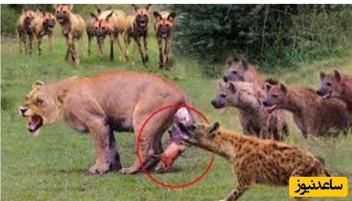 (ویدئو) حیات وحش ؛ مستند حیات وحش حیوانات / ترفند هوشمندانه ماده شیر برای نجات دادن توله اش از دست کفتارها