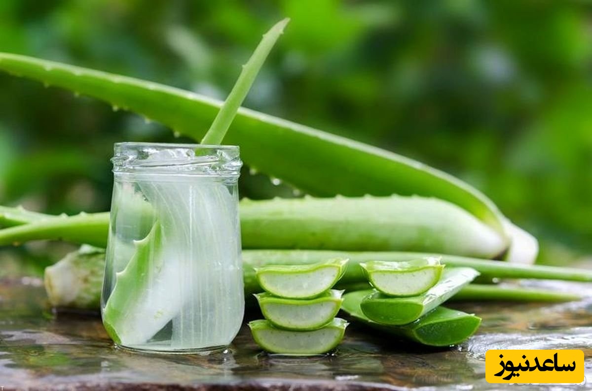 فواید و عوارض مصرف آلوئه ورا در بارداری