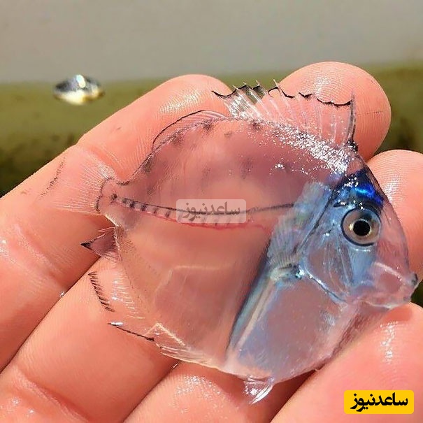 (ویدیو) عجیب‌ترین و بینظیرترین حیوانات شفاف/ موجودات نامرئی در دنیای واقعی
