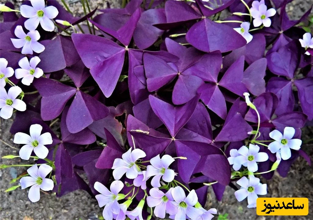 گیاهان آپارتمانی