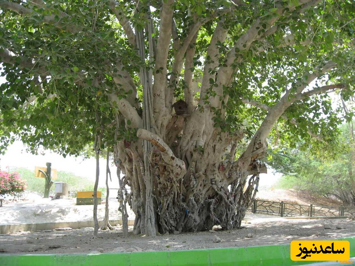 رشد عجیب درخت انجیر وارونه از سقف یک ویلای باستانی+عکس