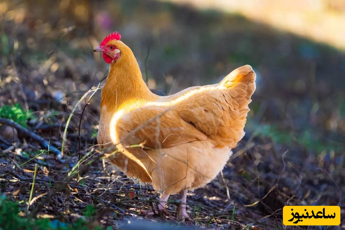 تست بینایی/ فقط افراد با قدرت بینایی عقاب می‌توانند در 4 ثانیه تکه‌ای از مرغ را در این تصویر، پیدا کنند