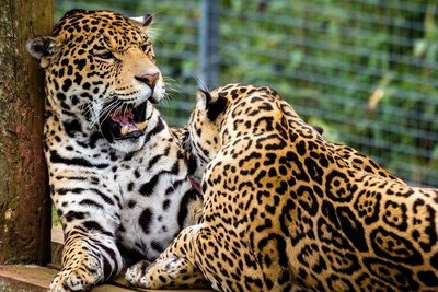 (ویدیو) رهاسازی پلنگ شهمیرزاد در زیستگاه طبیعی/ موفقیت برنامه حفاظت از حیات‌وحش