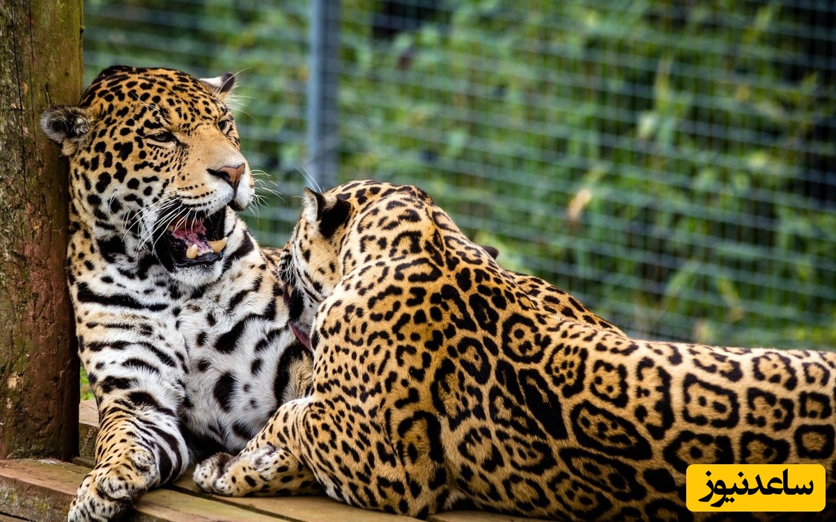 (ویدیو) رهاسازی پلنگ شهمیرزاد در زیستگاه طبیعی/ موفقیت برنامه حفاظت از حیات‌وحش