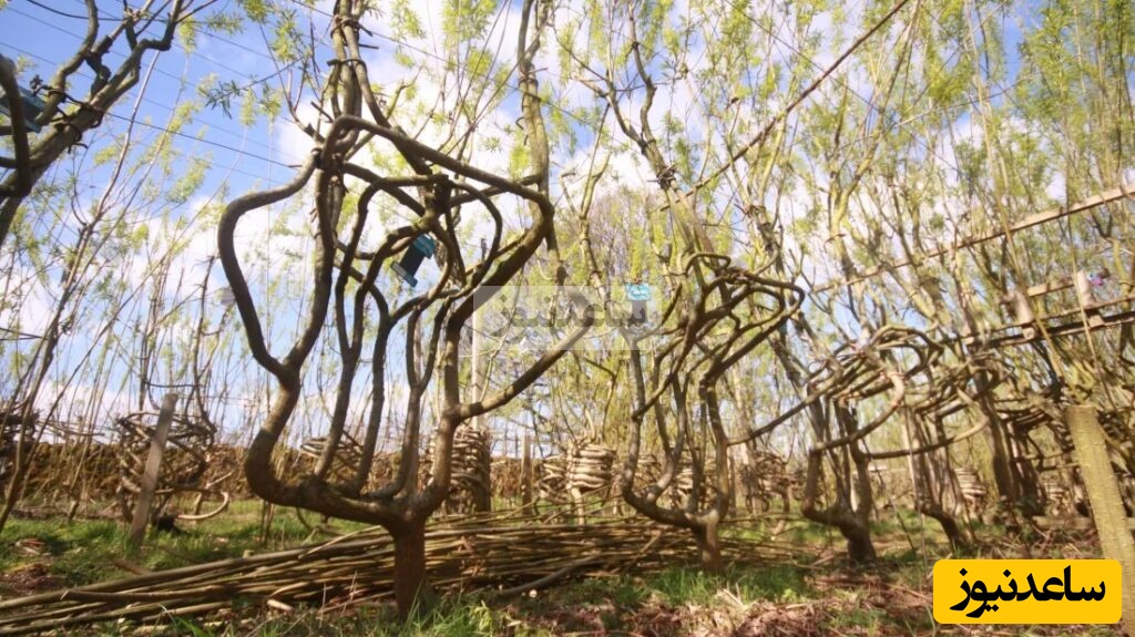 (ویدئو) وقتی مبلمان از دل خاک بیرون می‌آید! صندلی‌هایی که به‌جای ساخته‌شدن، رشد می‌کنند