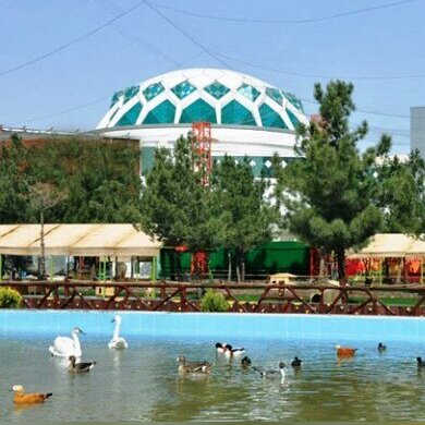 خلاقیت جالب شهرداری مشهد برای پرنده ها در پارک/ این مهربونی قابل ستایشِ!