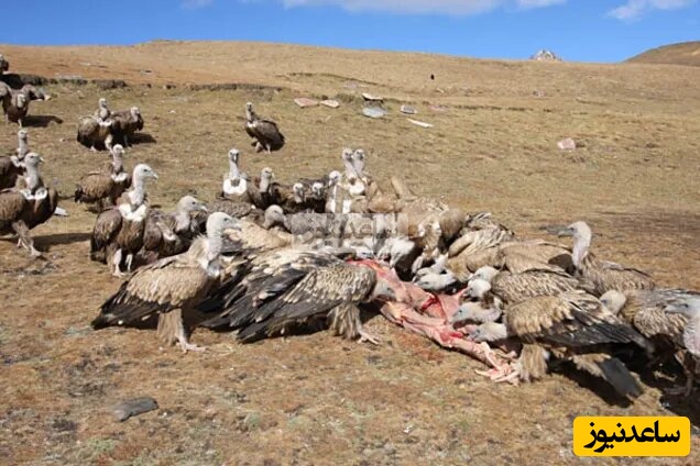 سنت باورنکردنی و وحشتناک مردم فلات تبت؛ پیش کش جنازه مرده ها به لاشخورها برای پاک کردن روح مرده ها😱+ ویدئو