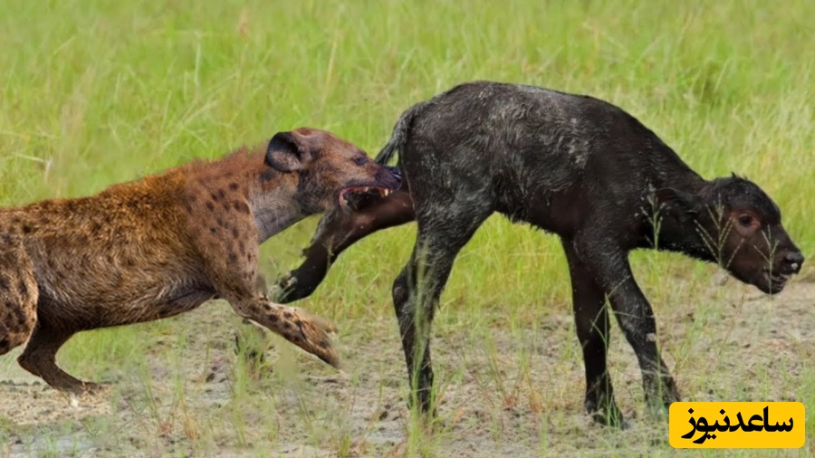مستند حیات وحش؛ لحظات دردناک و دلخراش از  شکار شدن فرزند این بوفالو جلوی چشمانش +ویدیو/ ببینید مادرش ناتوانانه فقط تماشا کرد!