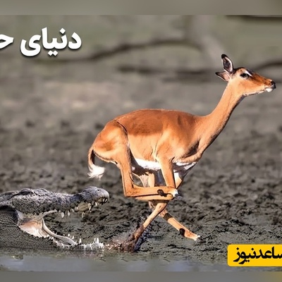 (ویدئو) مستند حیات وحش حیوانات/ راز بقا، این داستان: فرار معجزه‌آسای ایمپالا از حمله تمساح در آخرین لحظه + ویدیو