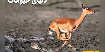 (ویدئو) مستند حیات وحش حیوانات/ راز بقا، این داستان: فرار معجزه‌آسای ایمپالا از حمله تمساح در آخرین لحظه + ویدیو