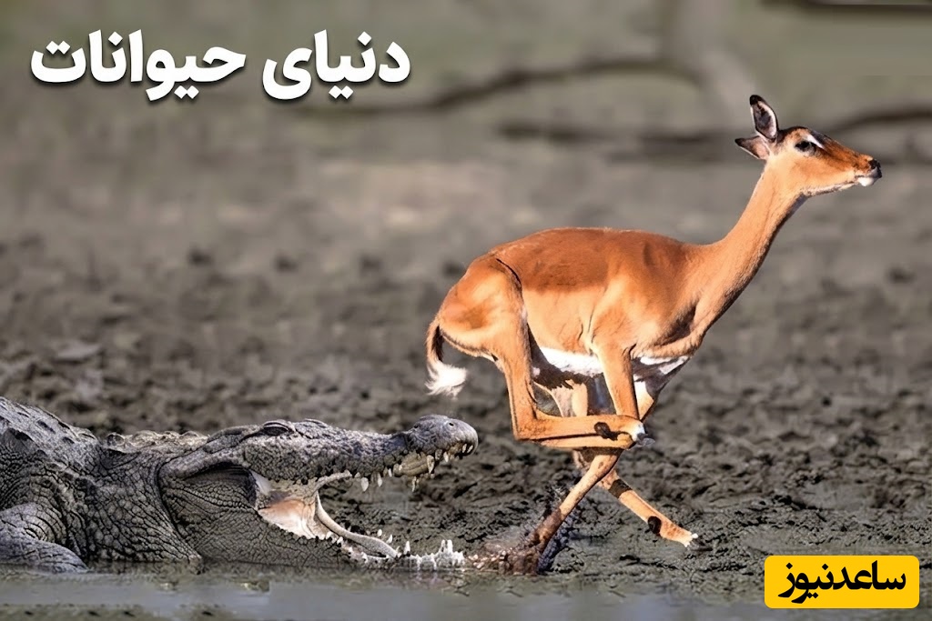 (ویدئو) مستند حیات وحش حیوانات/ راز بقا، این داستان: فرار معجزه‌آسای ایمپالا از حمله تمساح در آخرین لحظه + ویدیو