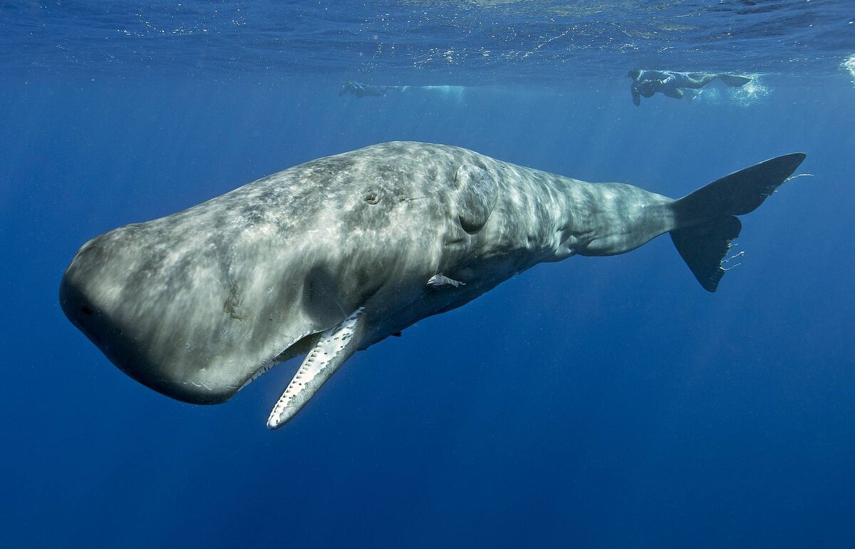 ارتباط جالب و احساسی یک نهنگ با انسان در دریا+فیلم