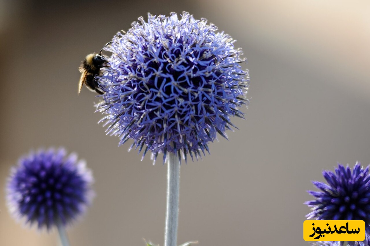 شکر تیغال چیست؟ خواص، کاربردها و مضرات آن در طب سنتی ایرانی