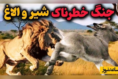 مستند حیات وحش حیوانات/  غافلگیری الاغ توسط شیر و نبرد نفس‌گیر شیر و اُلاغ/ ویدئو