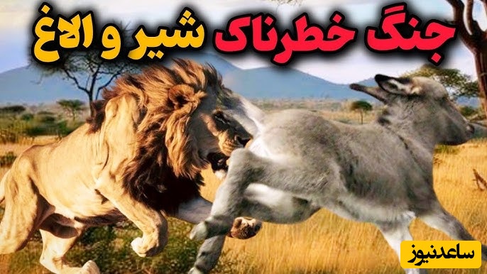 مستند حیات وحش حیوانات/  غافلگیری الاغ توسط شیر و نبرد نفس‌گیر شیر و اُلاغ/ ویدئو