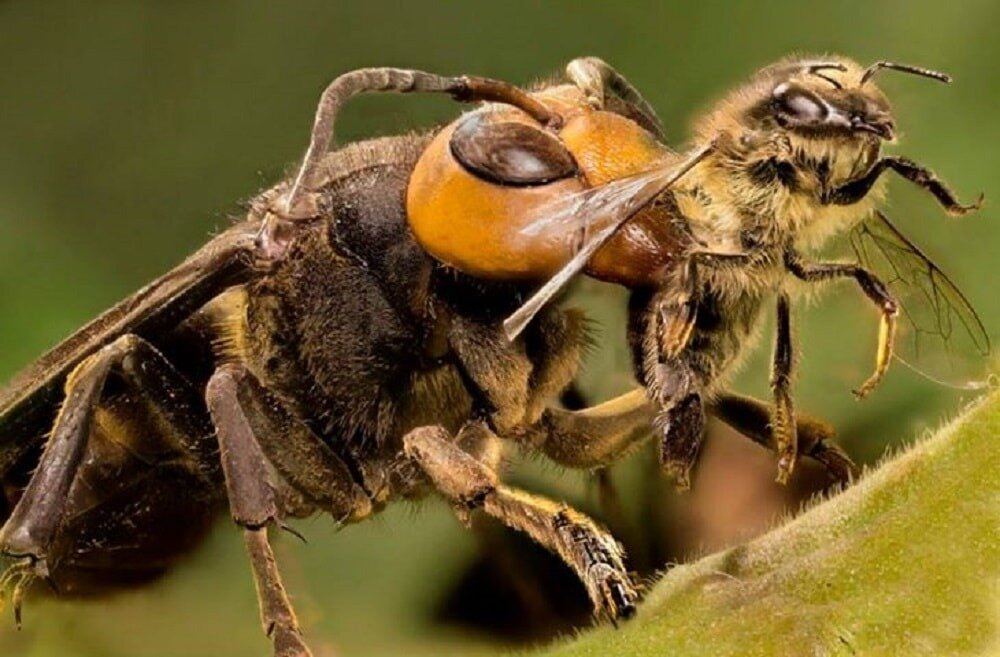 زنبور هورنت که سرش کنده شده ولی تلاش داره بذاره سر جاش!