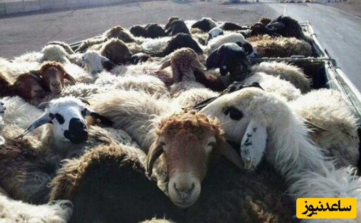 دستگیری باند سارقین احشام بخش تسوج