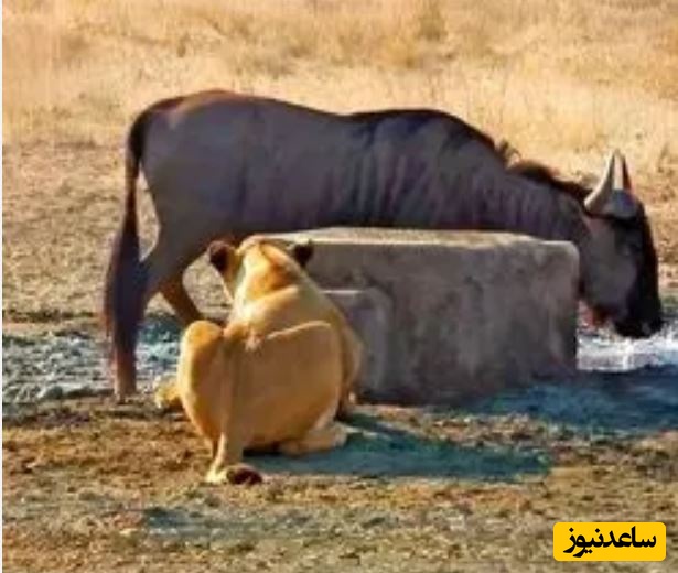 حیات وحش ؛ مستند حیات وحش حیوانات/ غافلگیر کردن کل یالدار به روش شیر گرسنه!