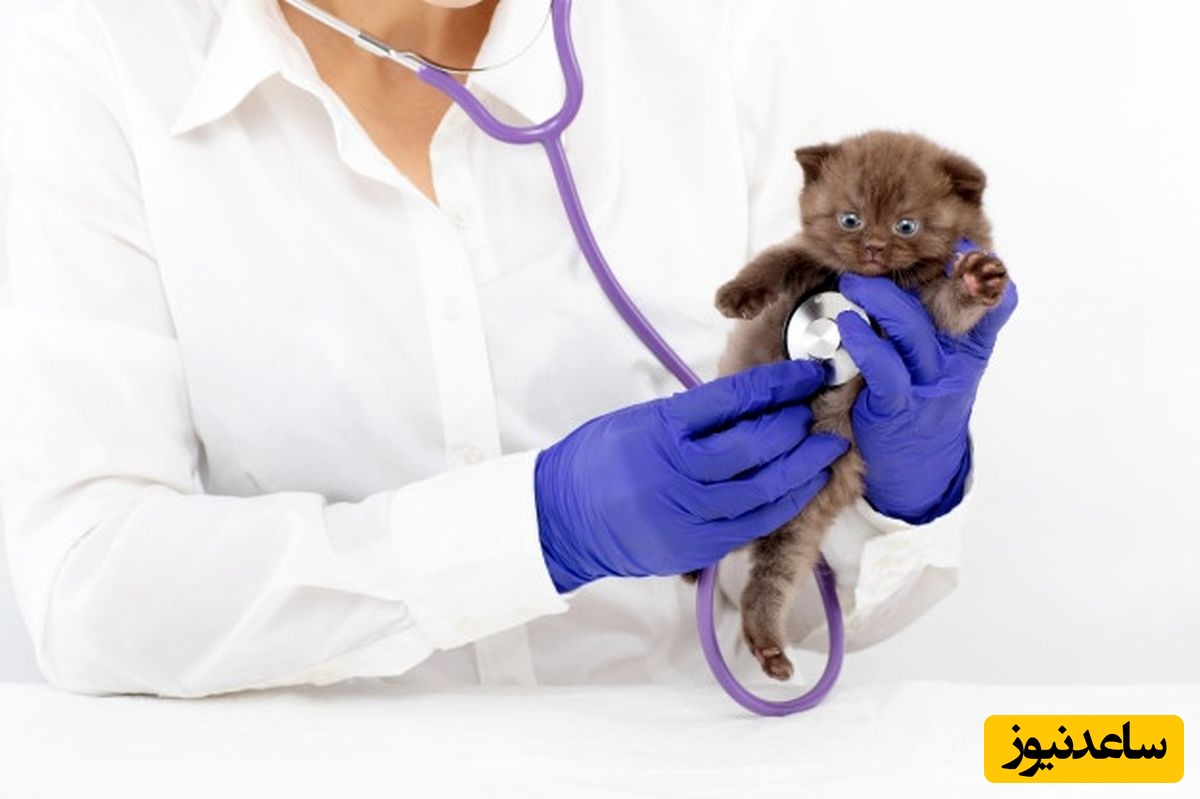 دانلود رایگان نمونه سوالات کنکور کارشناسی ارشد رشته انگل‌شناسی دامپزشکی سال 1397