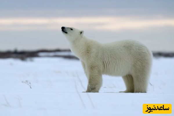 (ویدئو) باورنکردنی ترین منظره در قطب شمال؛ راه رفتن خرس قطبی رو دریای خروشان